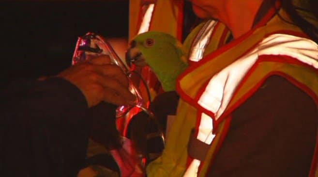 Спасенный попугай после получения кислорода через маску