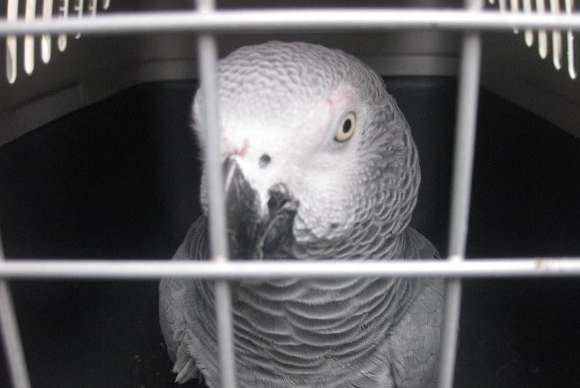 Серый попугай-хулиган в клетке