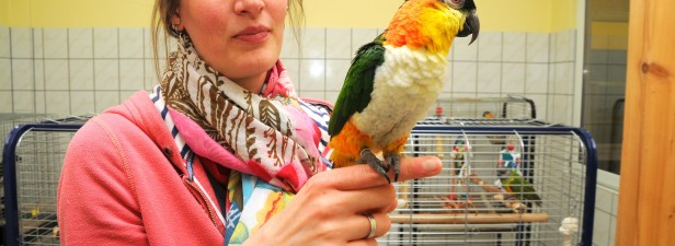 Сильвия Густ с черноголовым белобрюхим попугаем на руке