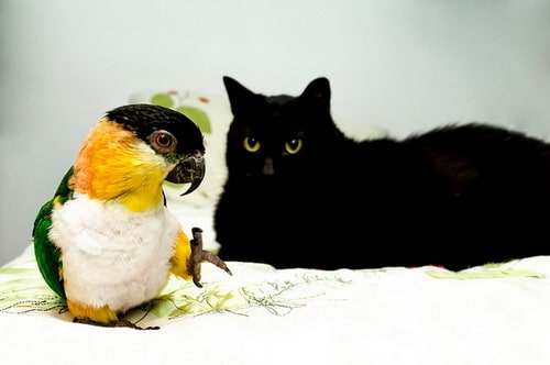 фото попугай с кошкой