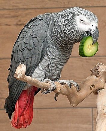 Серый попугай Коко с огурцом в клюве