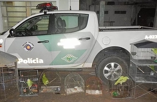 Клетки с попугаями на фоне автомобиля экологической полиции Бразилии