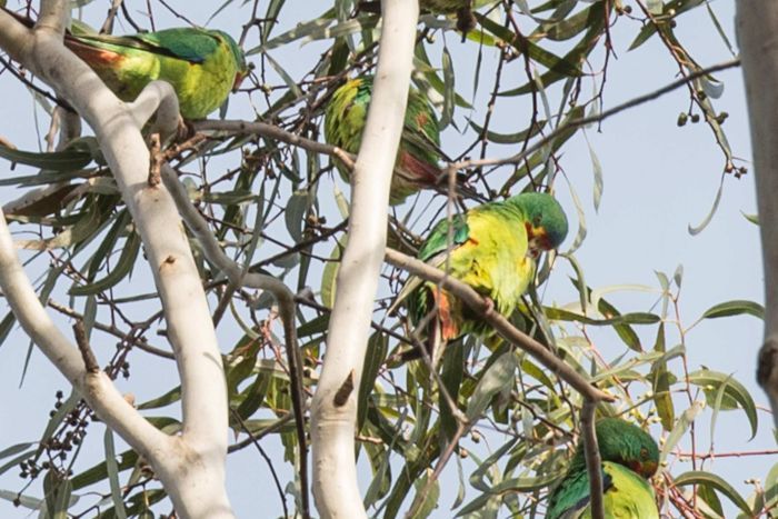 Ласточковые попугаи в мельбурнском парке на дереве