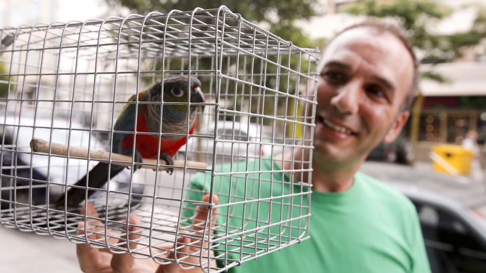 Жемчужный краснохвостый попугай Эпи сидит в клетке, которая в руках владельца Роберто