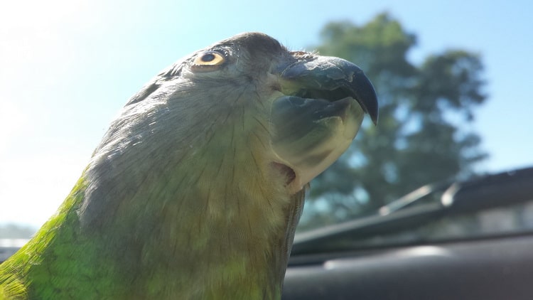 фото сенегальского длиннокрылого попугая