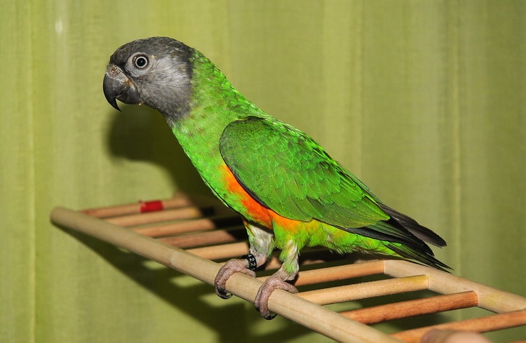 фото сенегальского попугая на лесенке