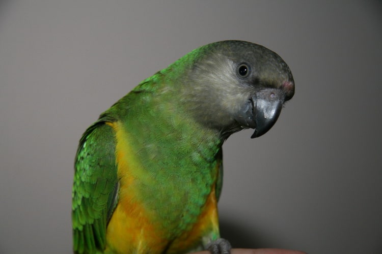 сенегальский попугайчика