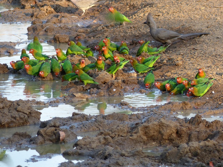 фото попугаи неразлучники у воды 