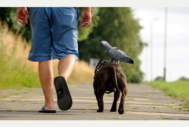 Мистер Чемберлен, его собака и серый попугай на прогулке