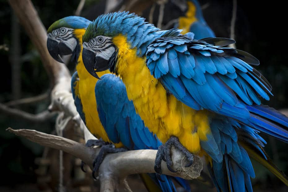 Сине-желтые ары - один из самых востребованных видов у контрабандистов Бразилии