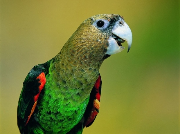 Капский попугай может стать отдельным видом