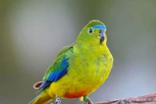 Фото золотистобрюхого травяного попугайчика