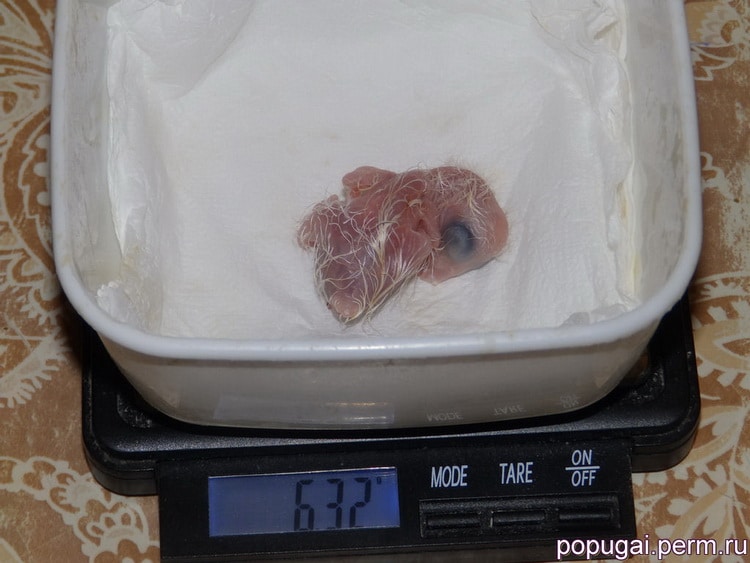 черноголовый каик в возрасте один день