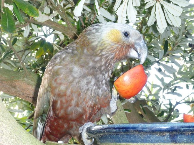 Попугай нестор-кака лакомится фруктом
