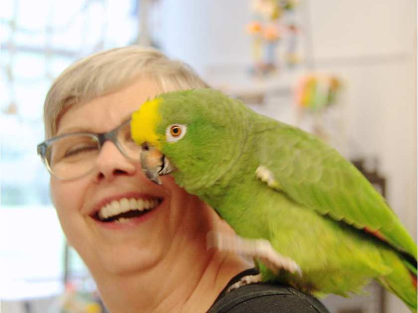 Джуди Теннант с желтолобым амазоном в приюте для попугаев