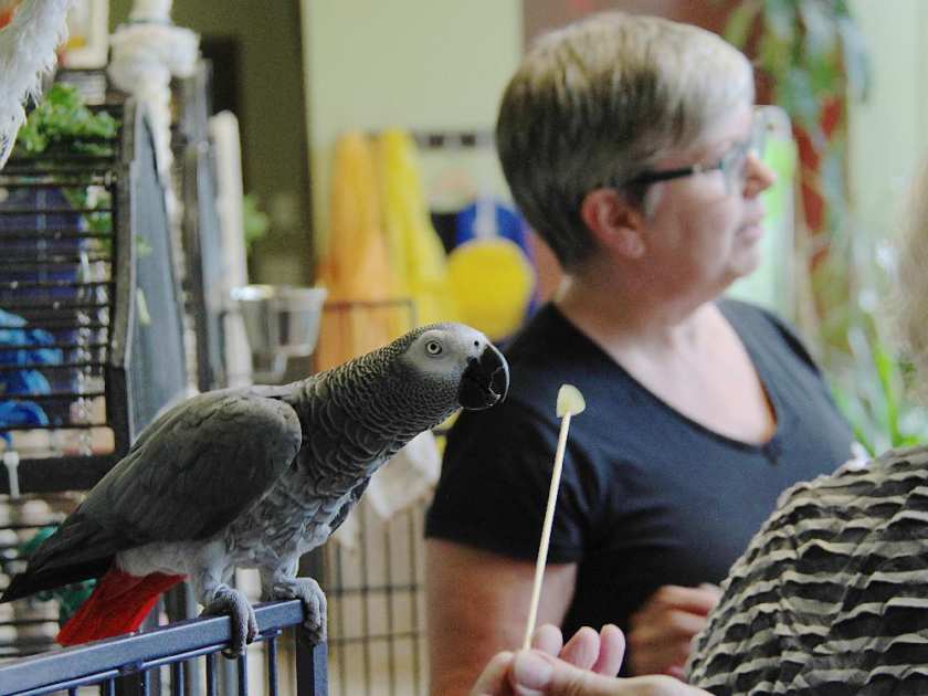 Джуди Теннант с африканским серым попугаем жако
