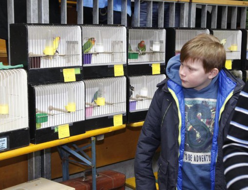 Мальчик проходит мимо клеток с попугаями на выставке в Ильсхофене