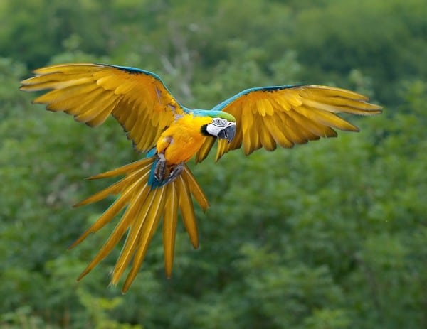 Сине-желтый ара в полете