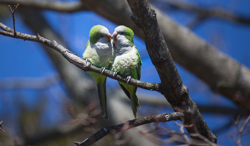 Два попугая квакера сидят на ветке