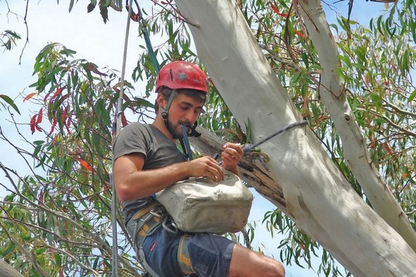 Деян Стоянович на дереве, во время очередного сбора информации о ласточковом попугае