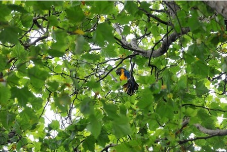 Сине-желтый ара прячется в кроне дерева