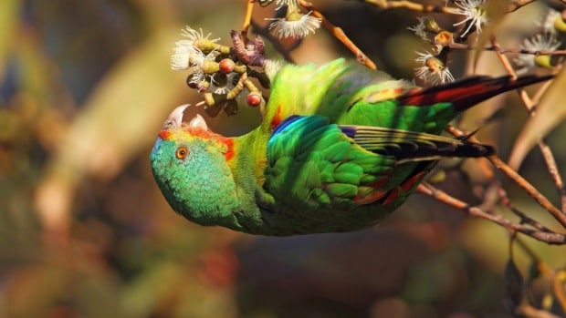 Ласточковый попугай есть нектар
