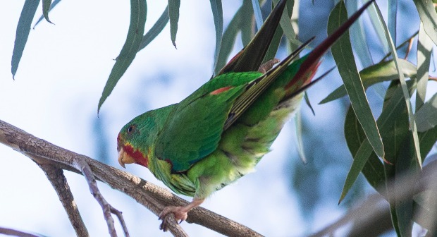 Ласточковый попугай обнаружен в пригороде Мельбурна