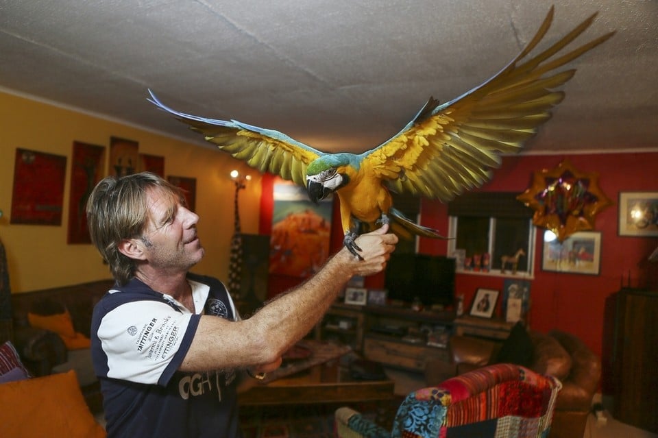 Стив Томпсон и его сине-желтый ара Рио