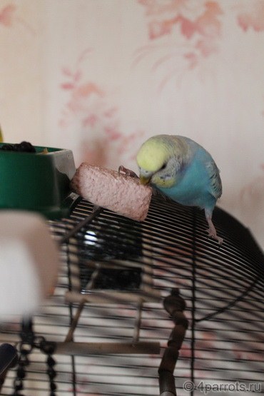 волнистые попугайчики Кеша и однопалая Миша