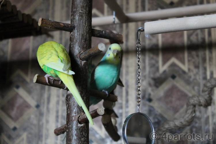 волнистые попугайчики Кеша и однопалая Миша