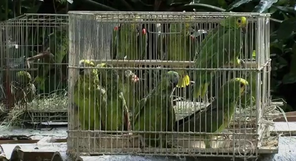 Спасенные попугаи в клетках