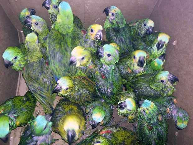 Птенцы попугаев в деревянных ящиках