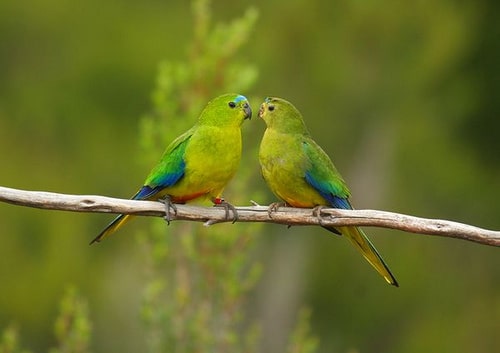 Пара золотистобрюхих травяных попугайчиков на ветке