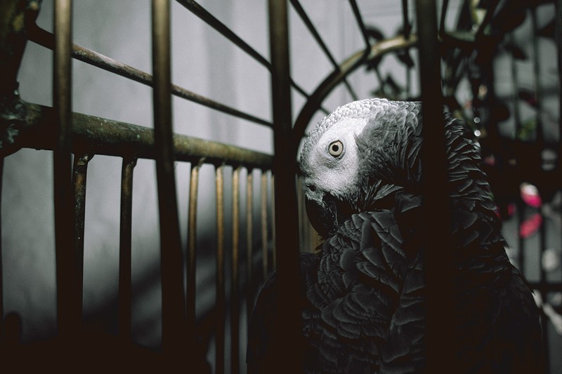 Серый попугай жако сидит в клетке