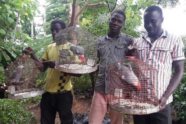 Продавцы попугаев на окраине нигерийского города Абуджа