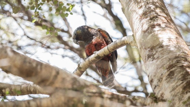 Попугай нестор-кака сидит на ветке дерева