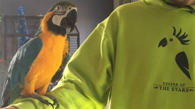 Сине-желтый ара сидит на руке работника приюта для попугаев