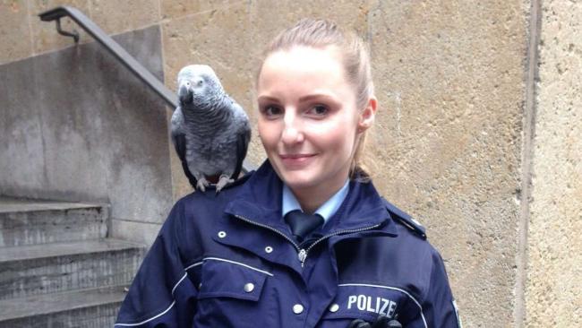 Серый попугай сидит на плече у девушки полицейского