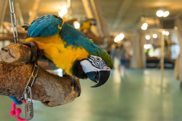 Сине-желтый ара в приюте для попугаев