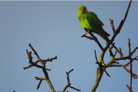 Ожереловый попугай сидит на верхушке дерева