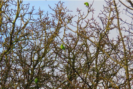 Несколько ожереловых попугаев в кронах деревьев