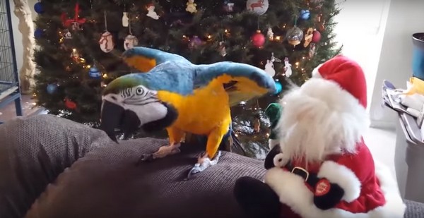Сине-желтый ара собирается напасть на Санта-Клауса