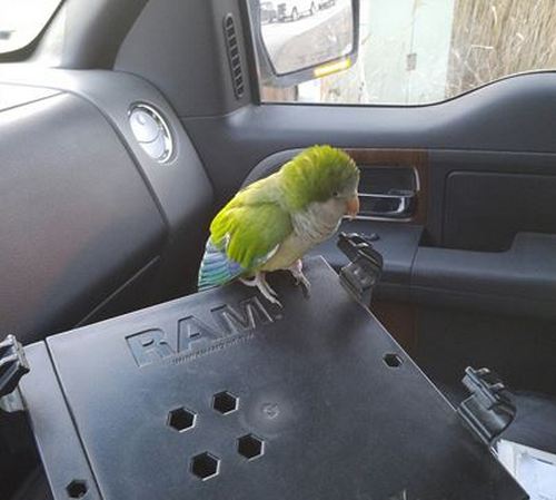 Птенец попугая калиты в полицейской машине