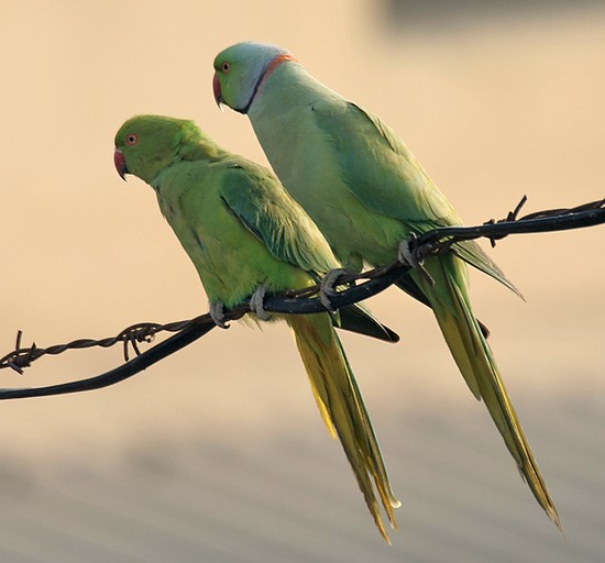 Пара кольчатых попугаев сидит на ветке