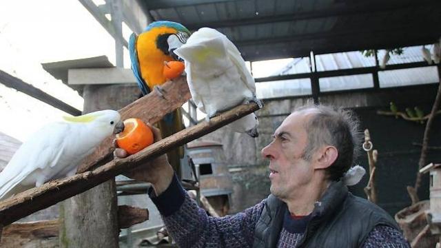 Бернар Гьюр кормит своих попугаев апельсином