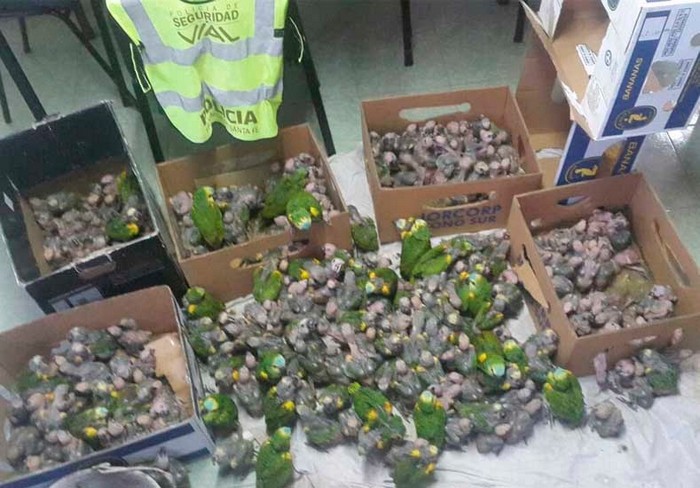 Коробки с сотнями изъятых птенцов синелобого амазона