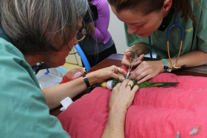 Медицинская проверка западного земляного попугая сотрудниками зоопарка города Перта