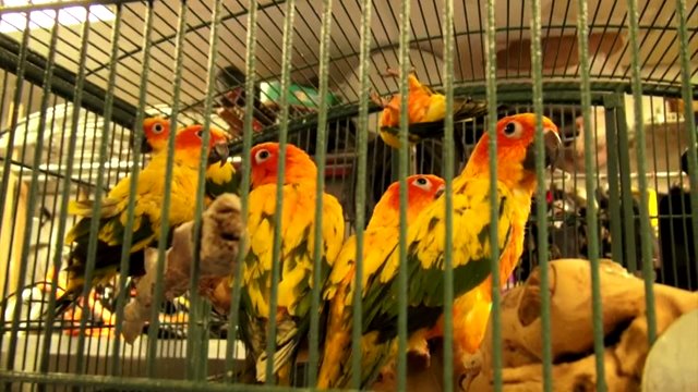 Клетки с попугаями в подсобном помещении магазина одежды