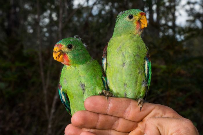 Пара ласточковых попугаев сидит на руке Деяна Стояновича
