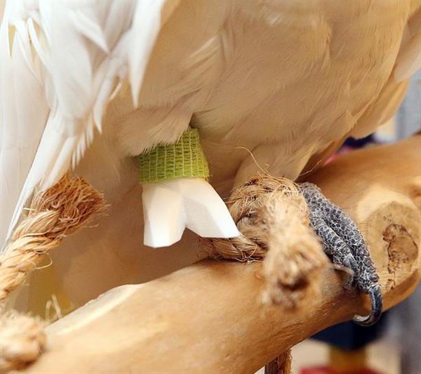 3D-протез лапки попугая крупным планом
